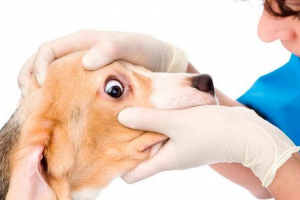 Мікоплазмоз у собаці - чи варто боятися? Мікоплазмоз у собаці - чи варто боятися?